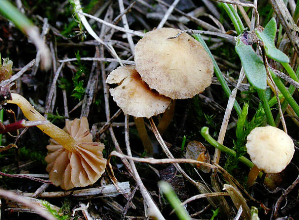 Zwergackerling-Agrocybe pusiola