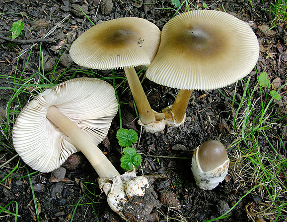 Dickscheidiger Scheidenstreifling-Amanita pachyvolvata