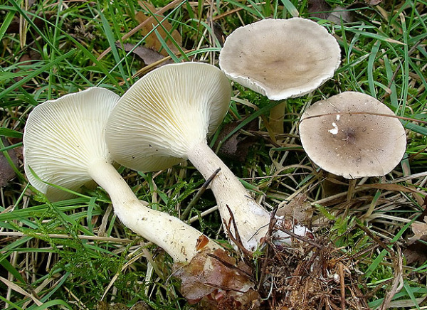 Keulenfusstrichterling-Ampulloclitocybe clavipes