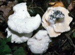 Weißer Stoppelpilz-Hydnum albidum