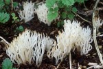 : Holzkeulchen-Lentaria epichnoa
