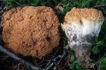 : Ramaria-Ramaria flavicingula