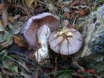 Blauer Schleimfuss-Cortinarius salor