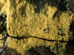 Goldgelbe Pilzmembrane-Athelidium aurantiacum
