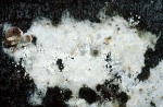 Körnchen-Rindenpilz-Bulbillomyces farinosus