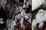 :-Hypochnicium karstenii