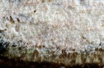 Waldreben-Zystidenrindenpilz-Litschauerella clematidis