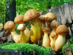 Beringter Flämmling-Gymnopilus junonius