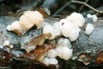 Alabaster-Kernling-Tremella encephala