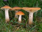Orangefarbener Wiesenellerling-Hygrocybe pratensis
