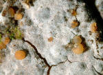 ?-Tremella versicolor
