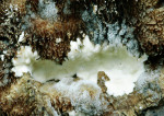 Parasitische Tramete-Antrodiella parasitica