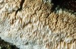 : Wachsporling-Ceriporiopsis balaenae
