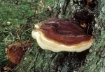 Harziger Lackporling-Ganoderma resinaceum