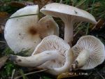 Orangefalber Schneckling-Hygrophorus unicolor