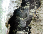 Schiefer Schillerporling-Inonotus obliquus