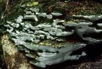 Treppenförmiger Steifporling-Oxyporus populinus