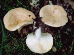 Goldfl�ssiger Milchling-Lactarius chrysorheus