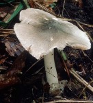 Mausgrauer Scheidling-Volvariella murinella