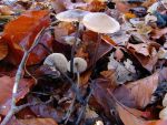 Langstieliger Knoblauchschwindling-Marasmius alliaceus