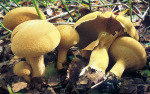 Goldfarbener Glimmerschüppling-Phaeolepiota aurea
