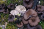 Dunkler Kohlennabeling-Myxomphalia maura