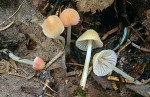 Korallenroter Helmling-Mycena adonis var. adonis