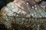 Buchenblatthelmling-Mycena capillaris