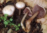Schwarzgezähnelter Rettichhelmling-Mycena pelianthina