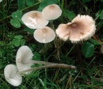 Rostfleckiger Helmling-Mycena zephirus