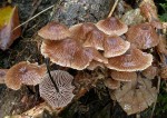 Stinkender Zwergschwindling-Marasmiellus foetidus