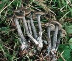 Flockenstieliges Graublatt-Tephrocybe boudieri