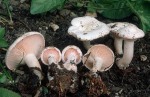 Rosablättriger Krempentrichterling-Leucopaxillus rhodoleucus