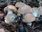 Würziger Tellerling-Rhodocybe gemina