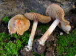 Rötender Risspilz-Inocybe godeyi
