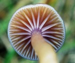 Zäher Saftling-Hygrocybe laeta