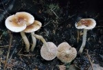 Kleiner Weidenfälbling-Hebeloma pusillum