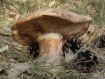 Riesenritterling-Tricholoma colossus