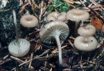 : Nabeltrichterchen-Gerronema minutum
