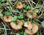 Braungrüner Zärtling-Entoloma incanum