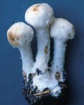 Rotfleckender Mehlschirmling-Cystolepiota hetieri