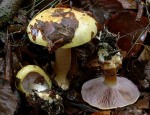 Lilagelber Klumpfuss-Cortinarius citrinolilacinus