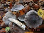 Schärflicher Ritterling-Tricholoma sciodes