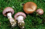 Purpurfleckender Klumpfuss-Cortinarius purpurascens