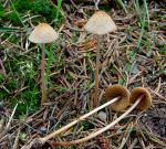 Schwachgestreiftes Samthäubchen-Conocybe juniana