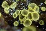 : Amicodisca-Amicodisca virella