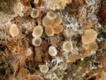 : Arachnopeziza-Arachnopeziza variepilosa