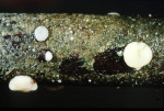 :-Belonium excelsius