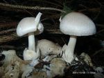Parasitischer Scheidling-Volvariella surrecta