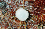 :-Calycellina populina